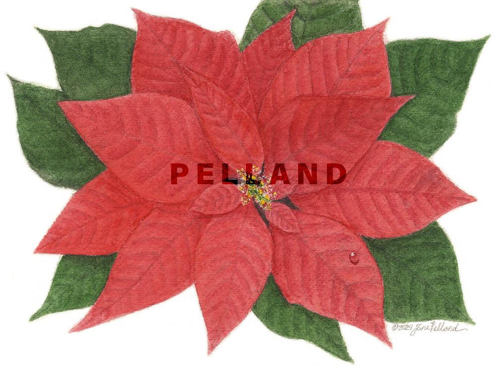 Poinsettia Enclosure Cards