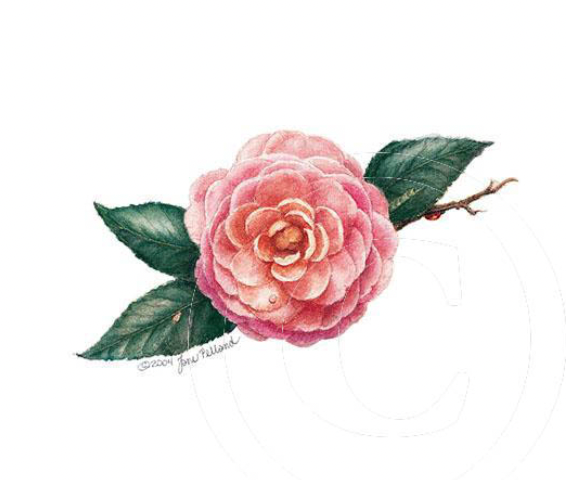 Pink Perfection Camellia Large Note Cards