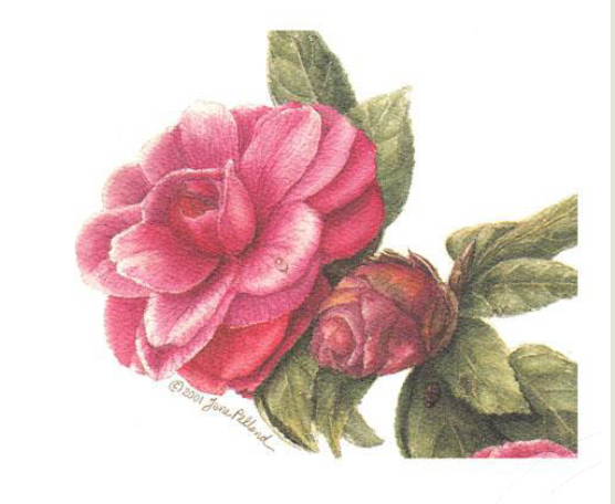 Mathotiana Camellia Large Note Cards (2 views)