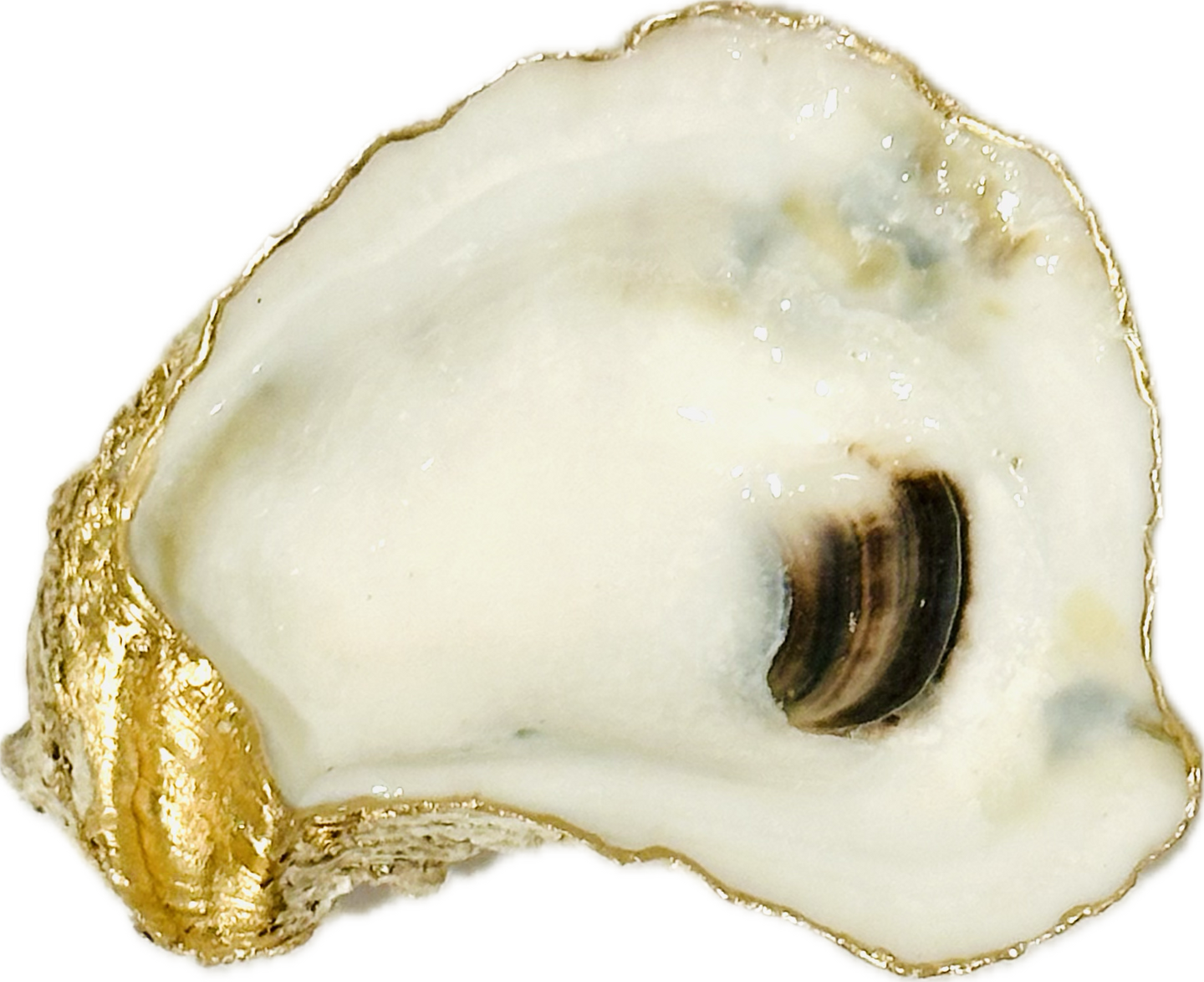 Oyster Shell Ring Dish