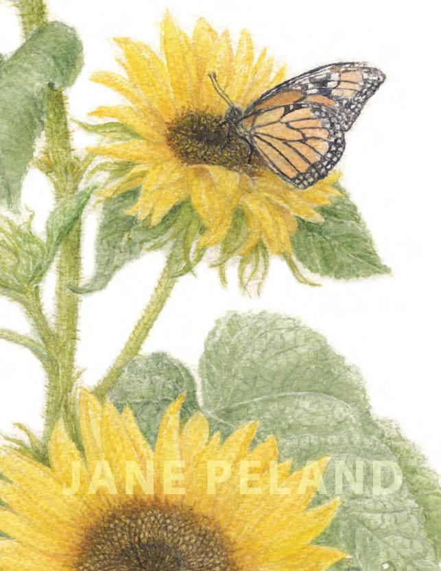 Sunflower Large Note Card
