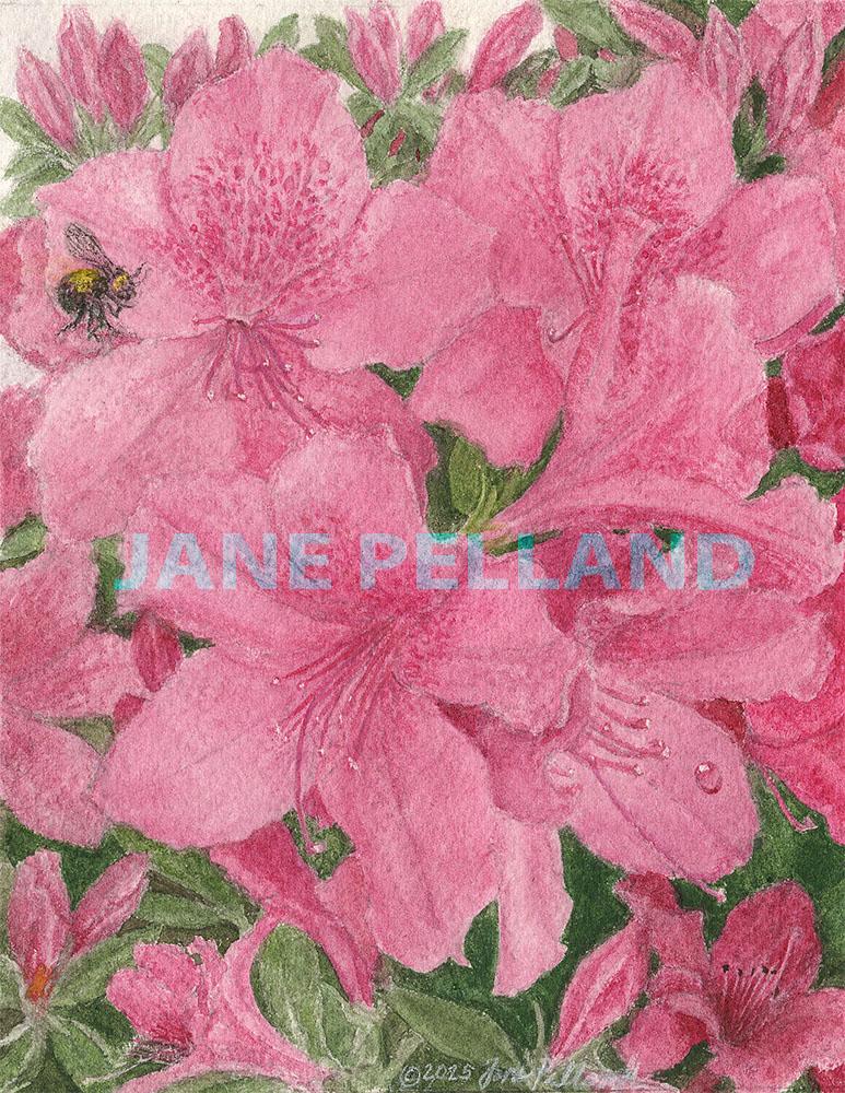 Azalea Small Note Card