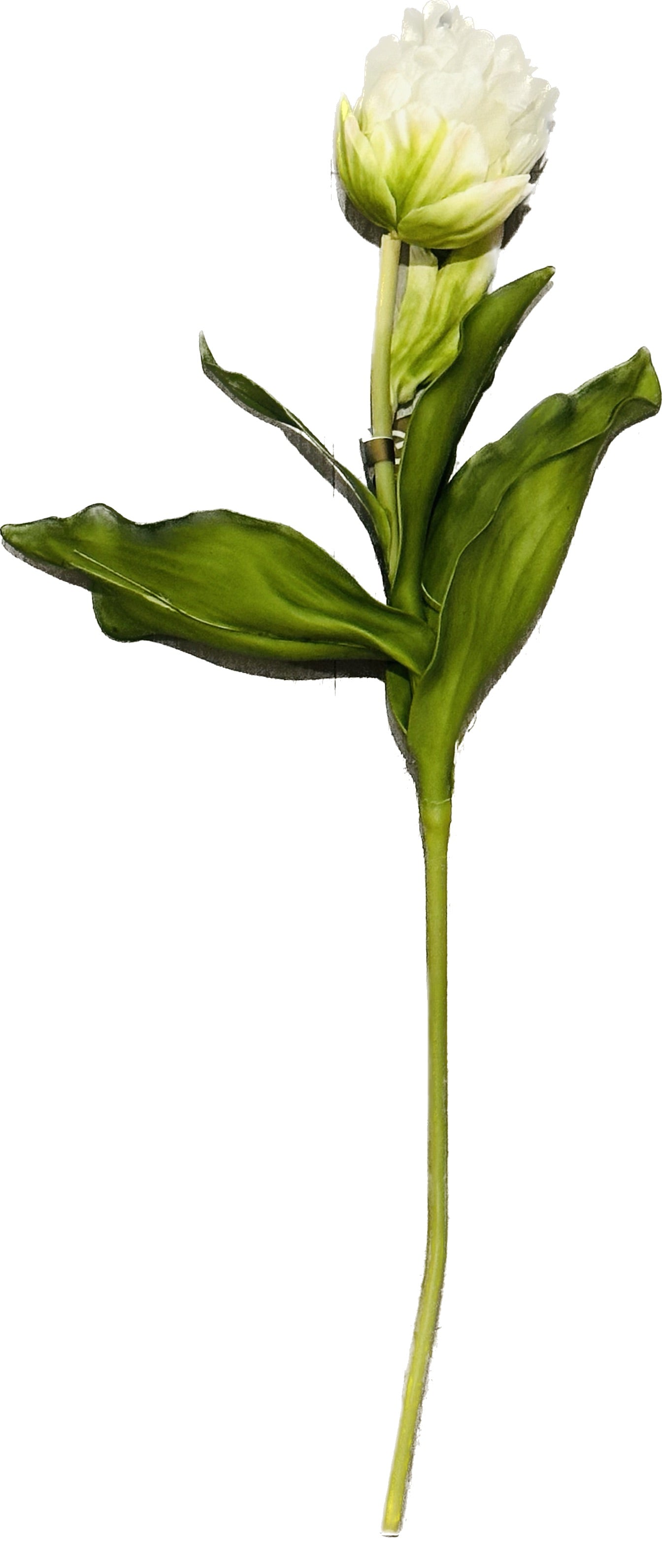 Ice Cream Tulip Stem