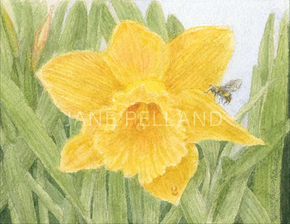 Daffodil Small Note Cards
