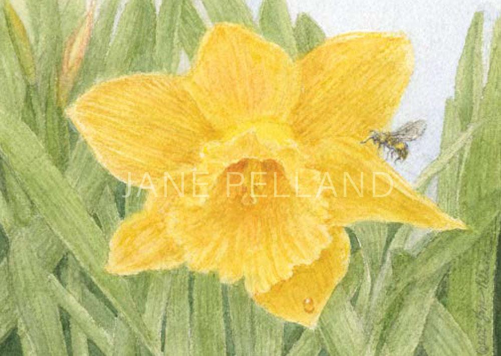 Daffodil Enclosure Cards
