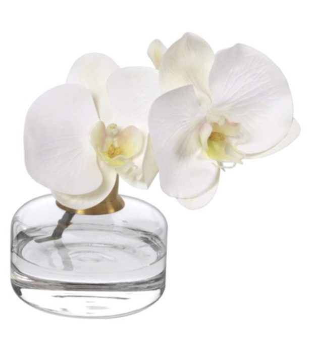 Orchid in Glass Bud Vase