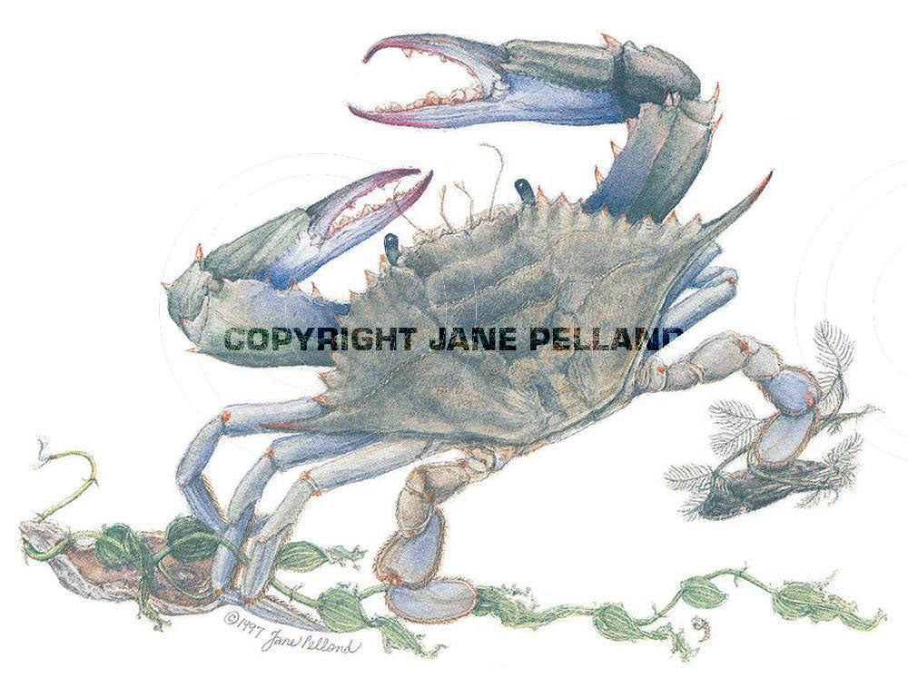 Blue Crab Large Note Cards