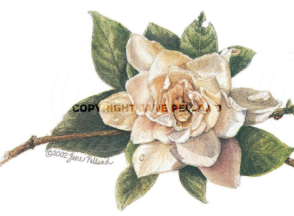 Gardenia Large Note Cards