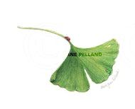 Ginkgo Leaf Small Note Cards