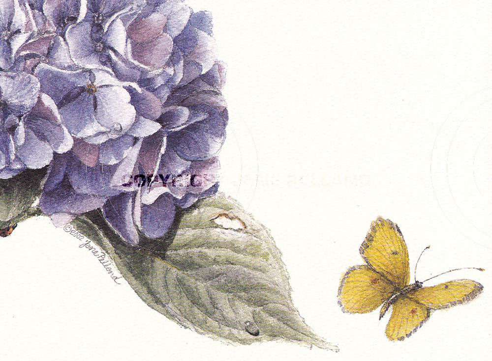 Hydrangea & Butterfly Large Note Cards (2 views)